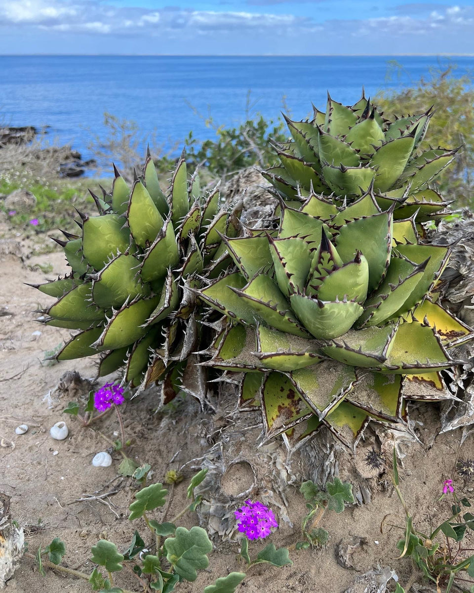 Agave margaritae – Hidden Agave