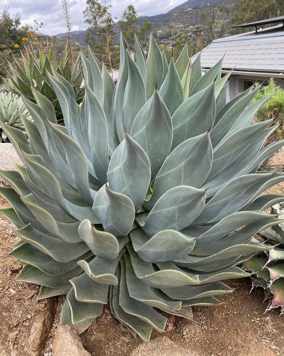Agave 'Sea of Flames' – Hidden Agave