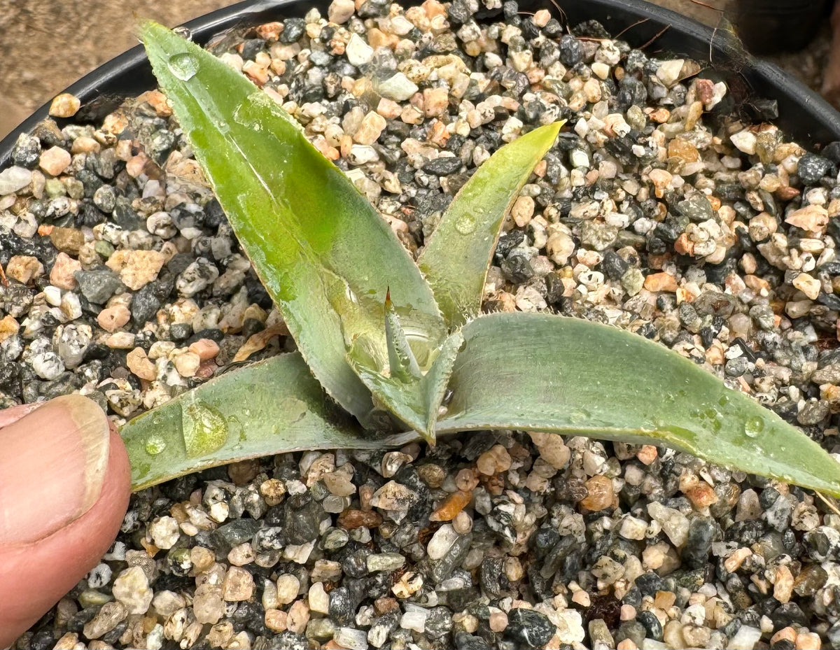 Agave 'Tidal Wave' – Hidden Agave