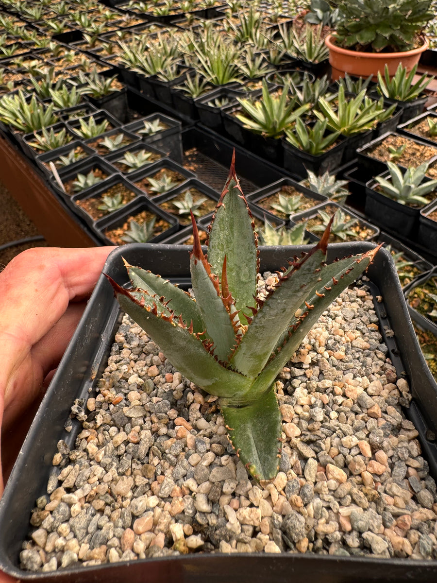 ホワイトファング Whitefang アガベX カクタスグリーン アガベ Agave X whitefang Agave 