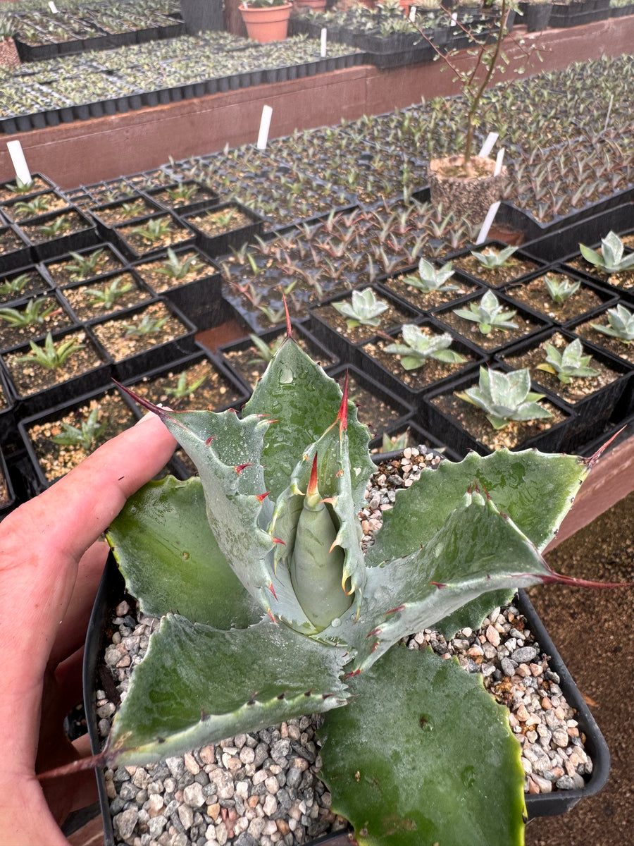 IMG_2694_1200x1200.jpg?v=