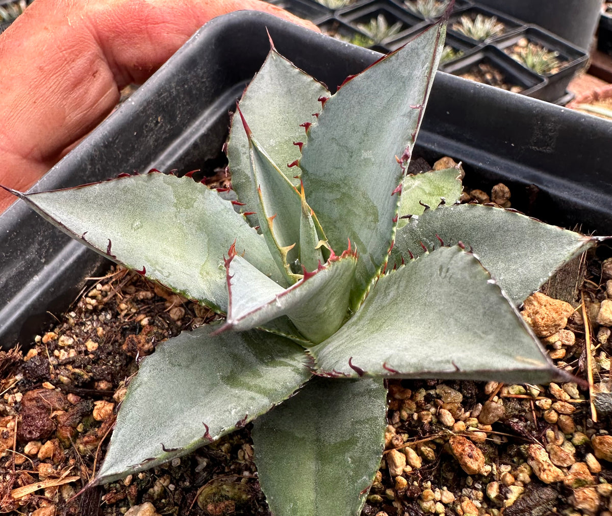 Agave 'Blue Dagger' – Hidden Agave