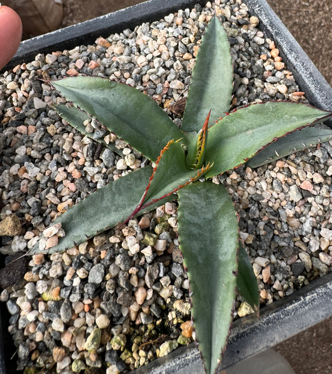 IMG_4848_1200x1200.jpg?v=