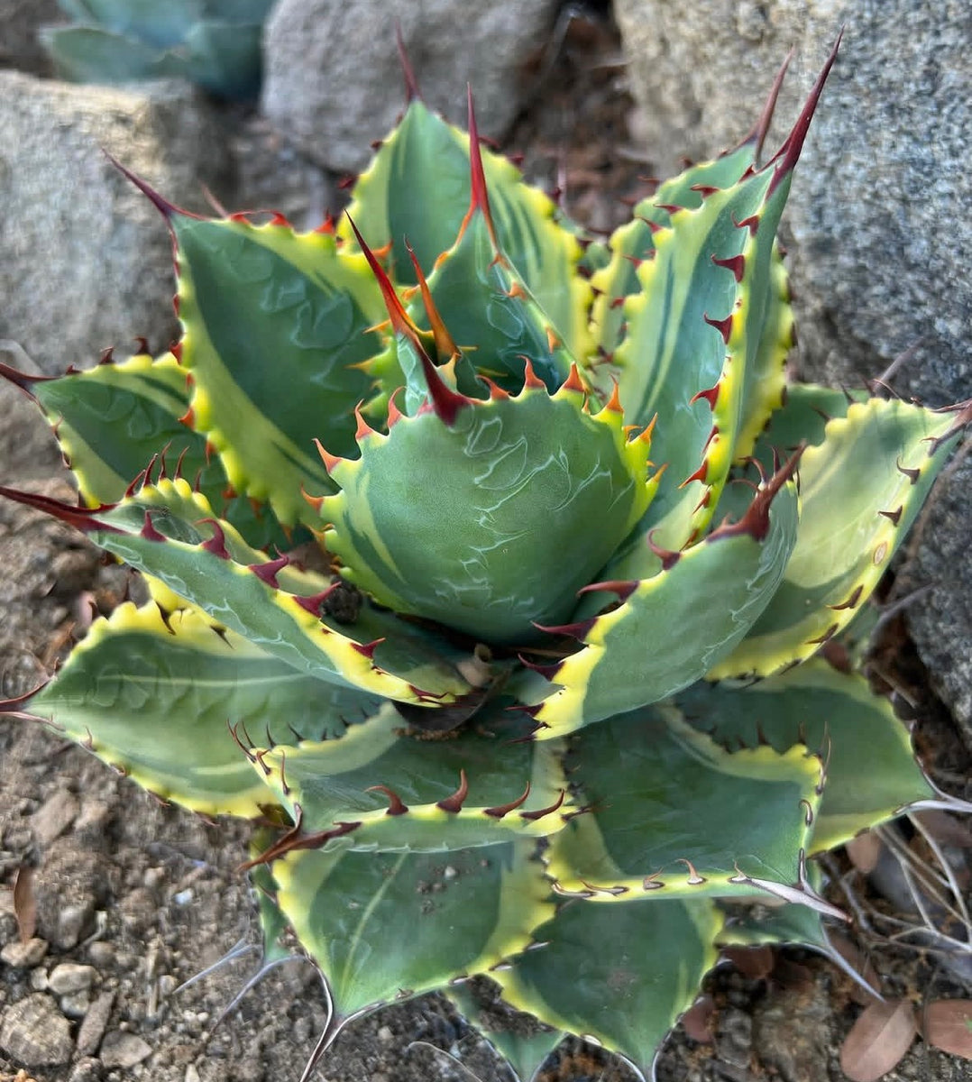 Agave 'Illusion' – Hidden Agave