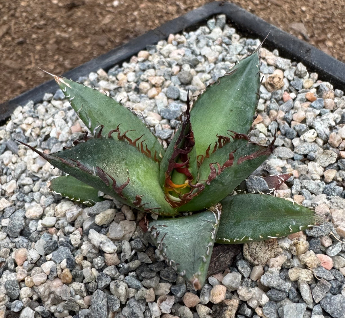 Agave horrida - Mexcalmetl Agave – Happy Valley Plants