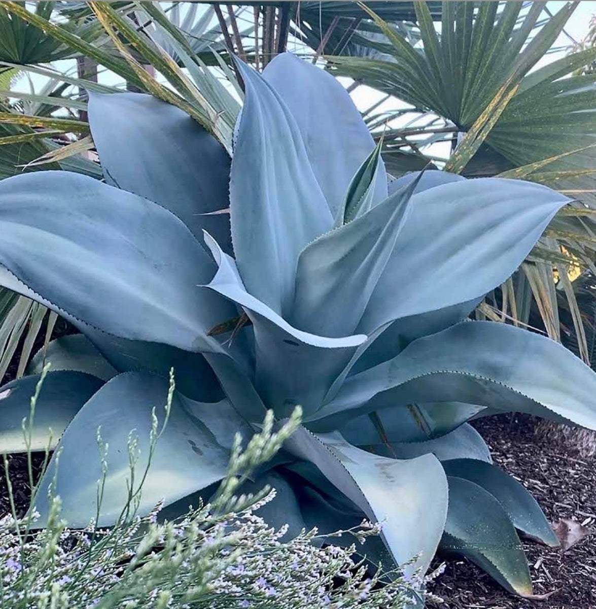 Agave 'Tidal Wave' – Hidden Agave