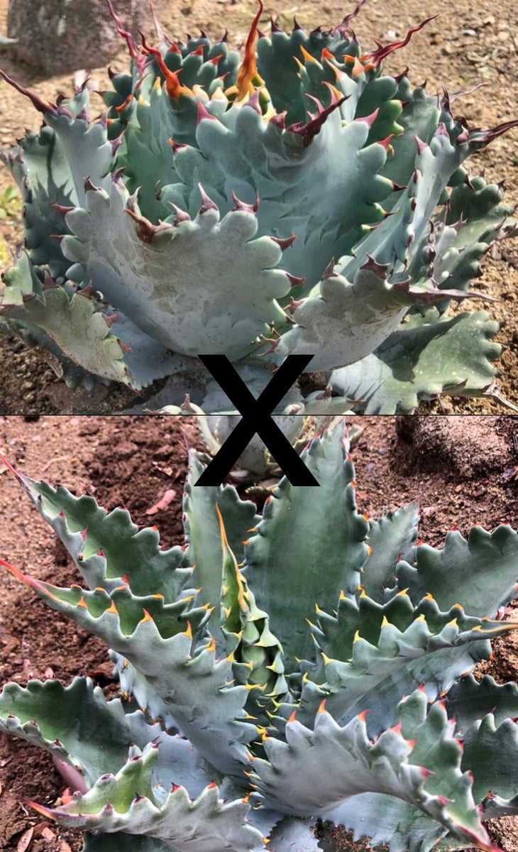 Agave (potatorum 'Spawn' x isthmensis) x (kristenii x potatorum