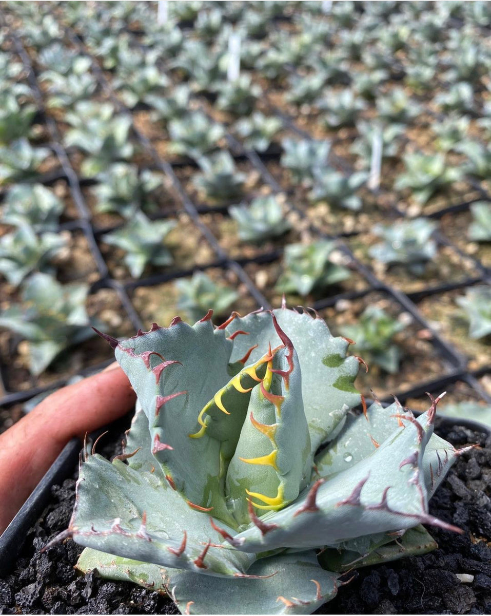 Agave titamensis – Hidden Agave