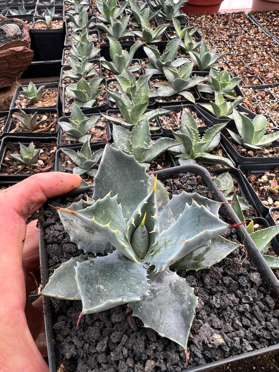 Agave potatorum 'Spawn' x A. isthmensis – Hidden Agave