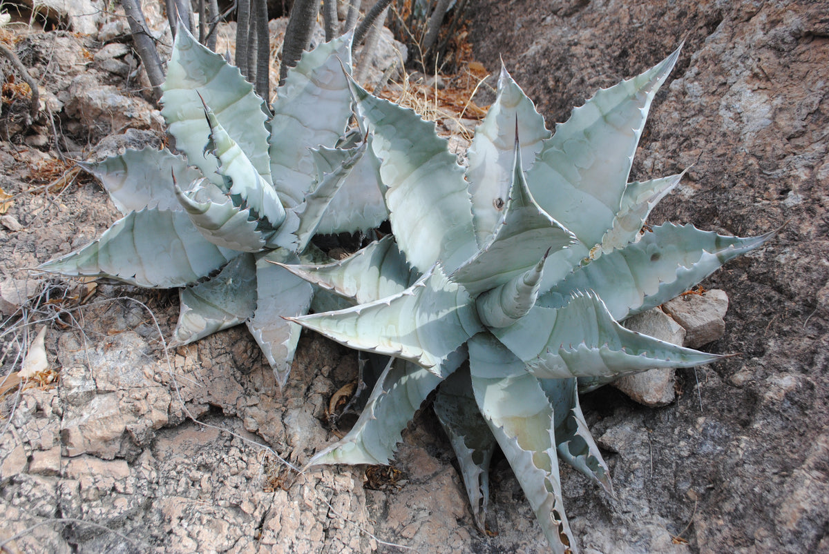 Agave colorata – Hidden Agave