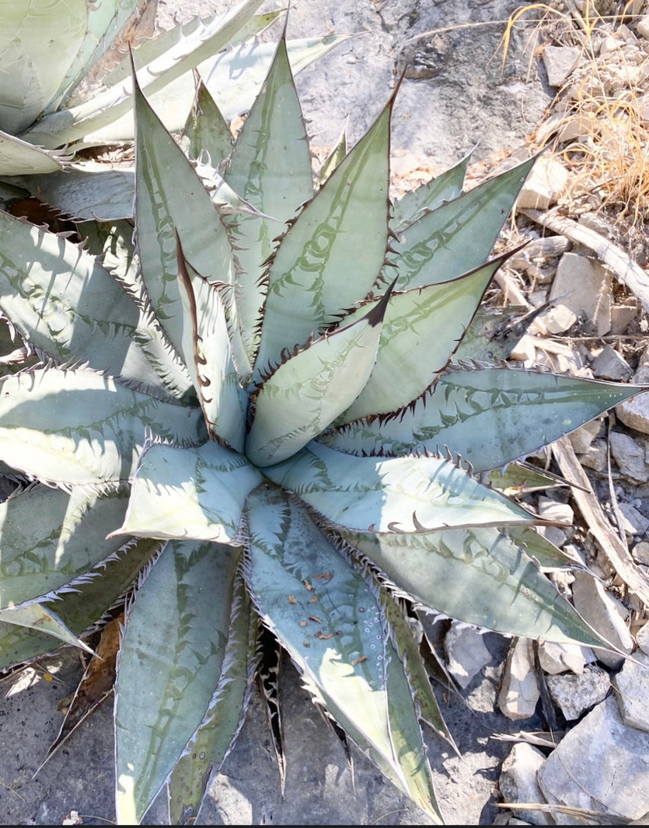 Agave titanota – Hidden Agave