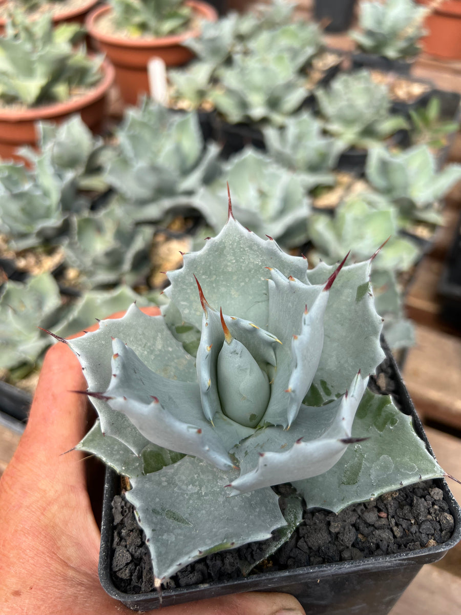 Agave isthmensis coastal form – Hidden Agave