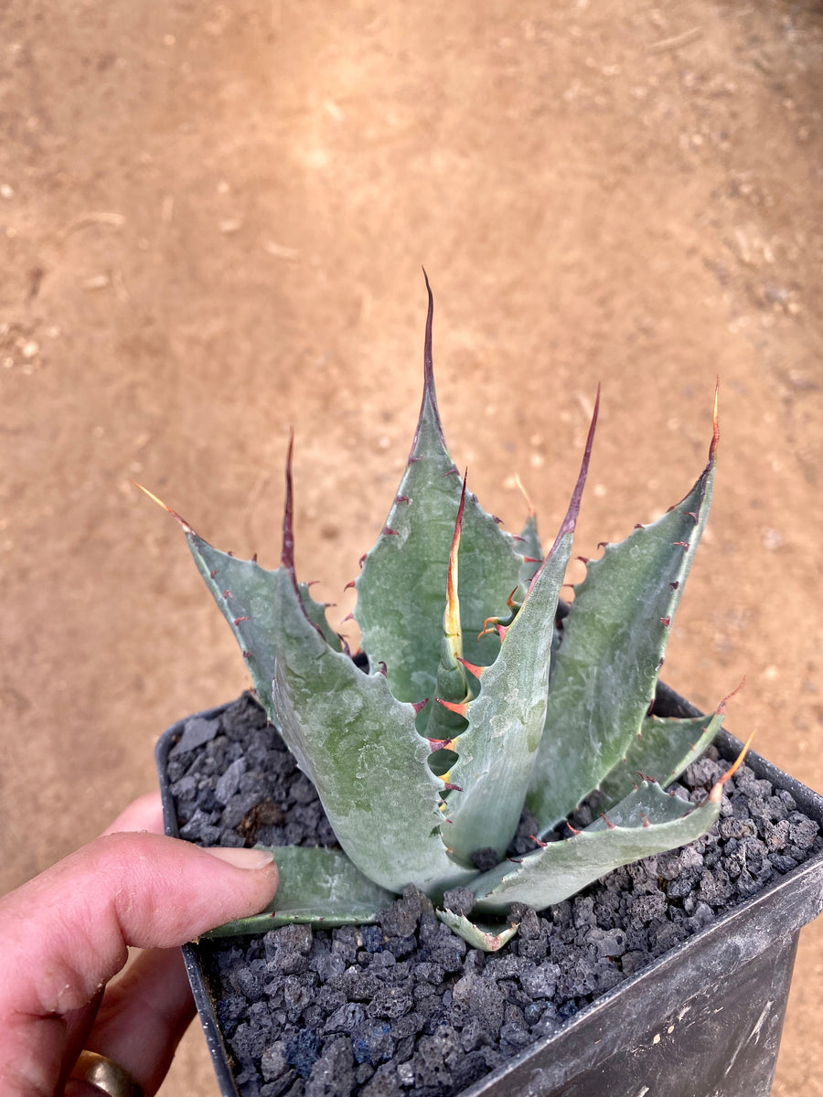 Agave ShawParr – Hidden Agave