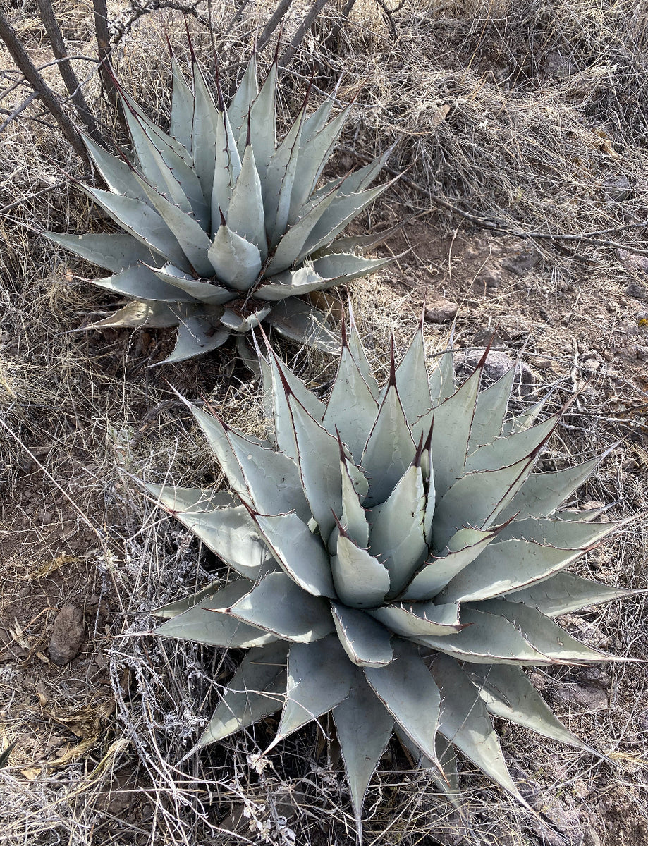 Agave neomexicana – Hidden Agave