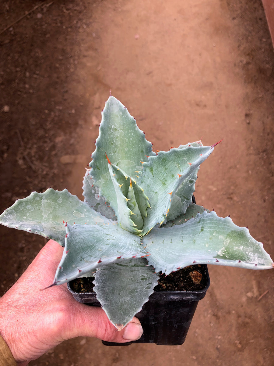 Agave KristPot – Hidden Agave