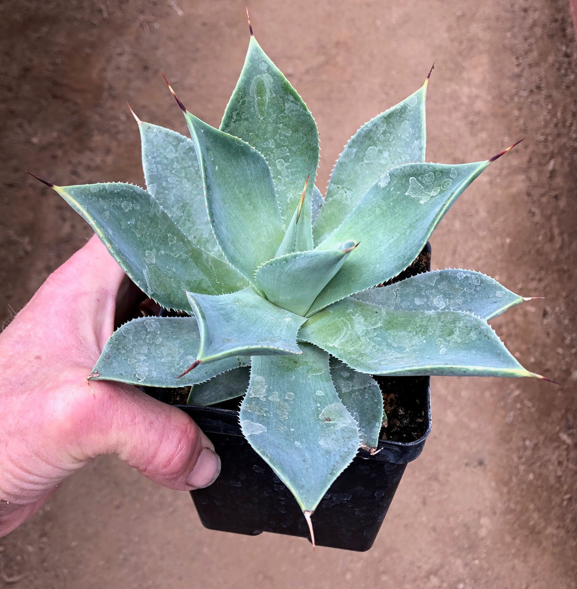 Agave BFI