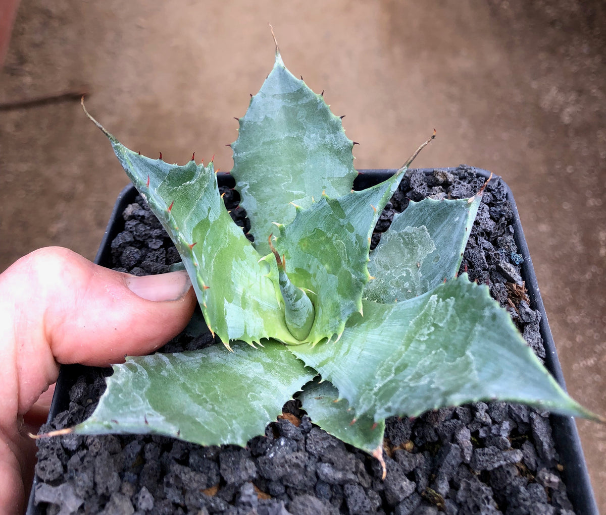 Agave ShawPot