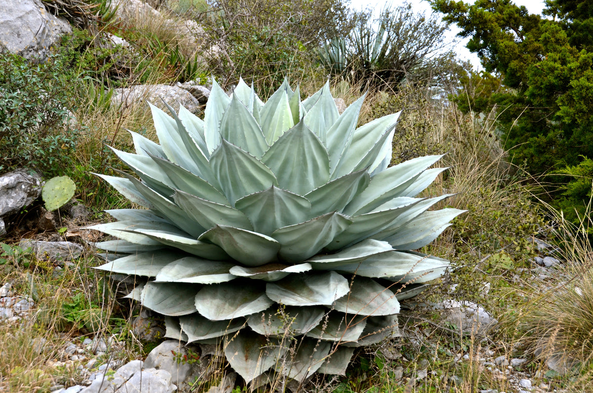 Agave ovatifolia 'Killer' - JC Raulston Arboretum Plants