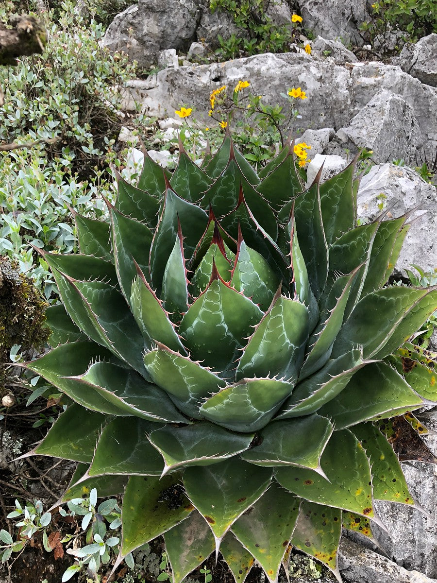 Agave montana – Hidden Agave
