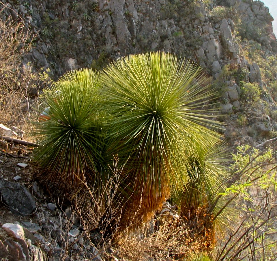 Yucca queretaroensis