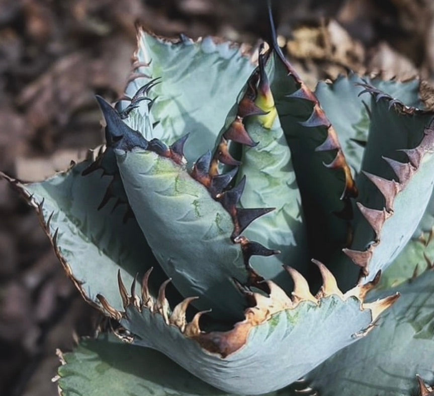 Agave titanota 'Creep'