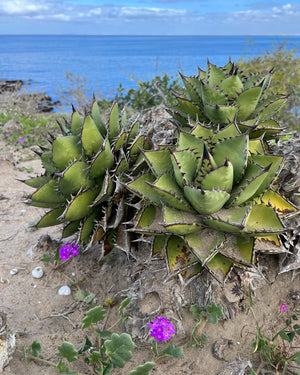 Agave margaritae