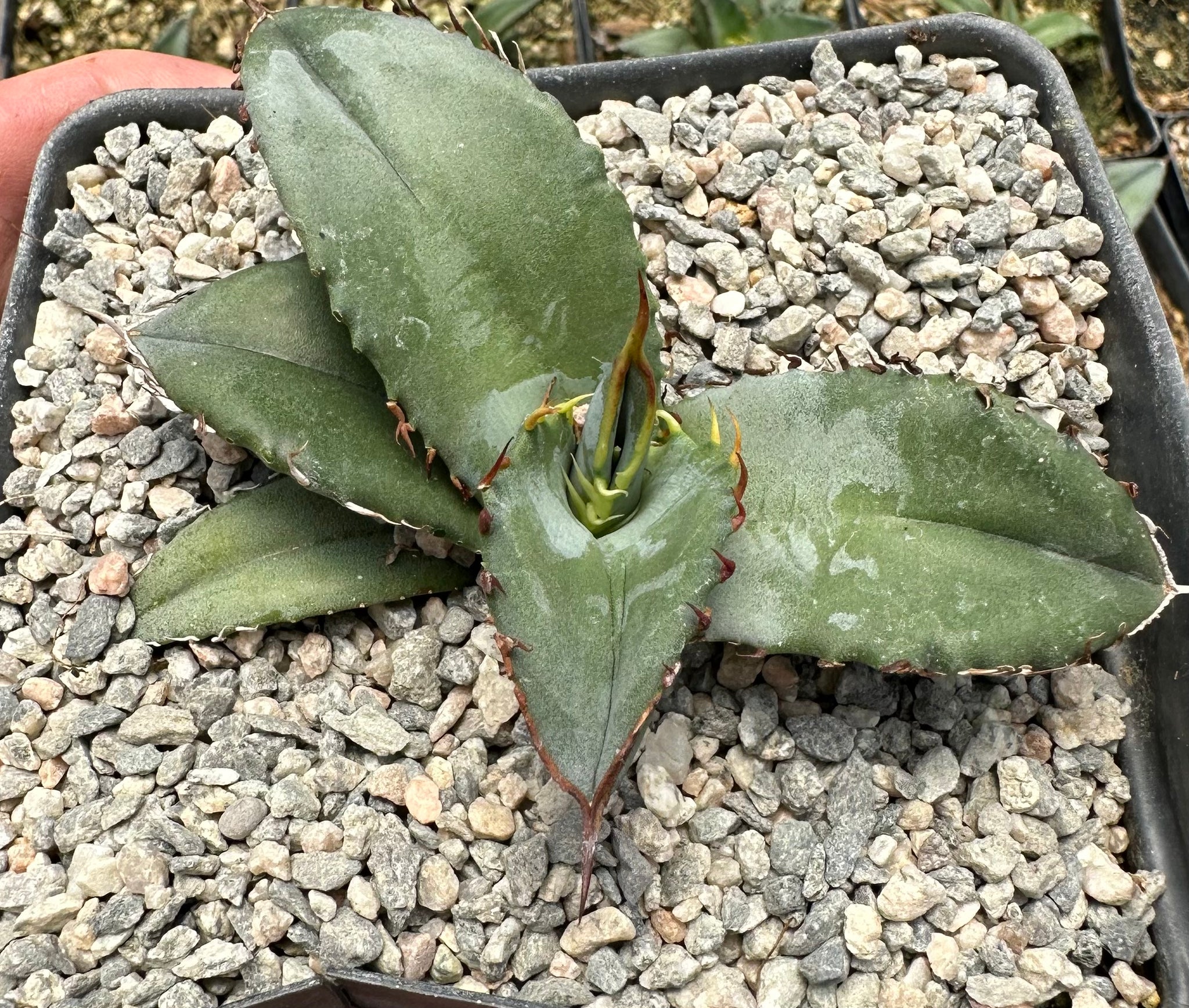 Agave titanota – Hidden Agave