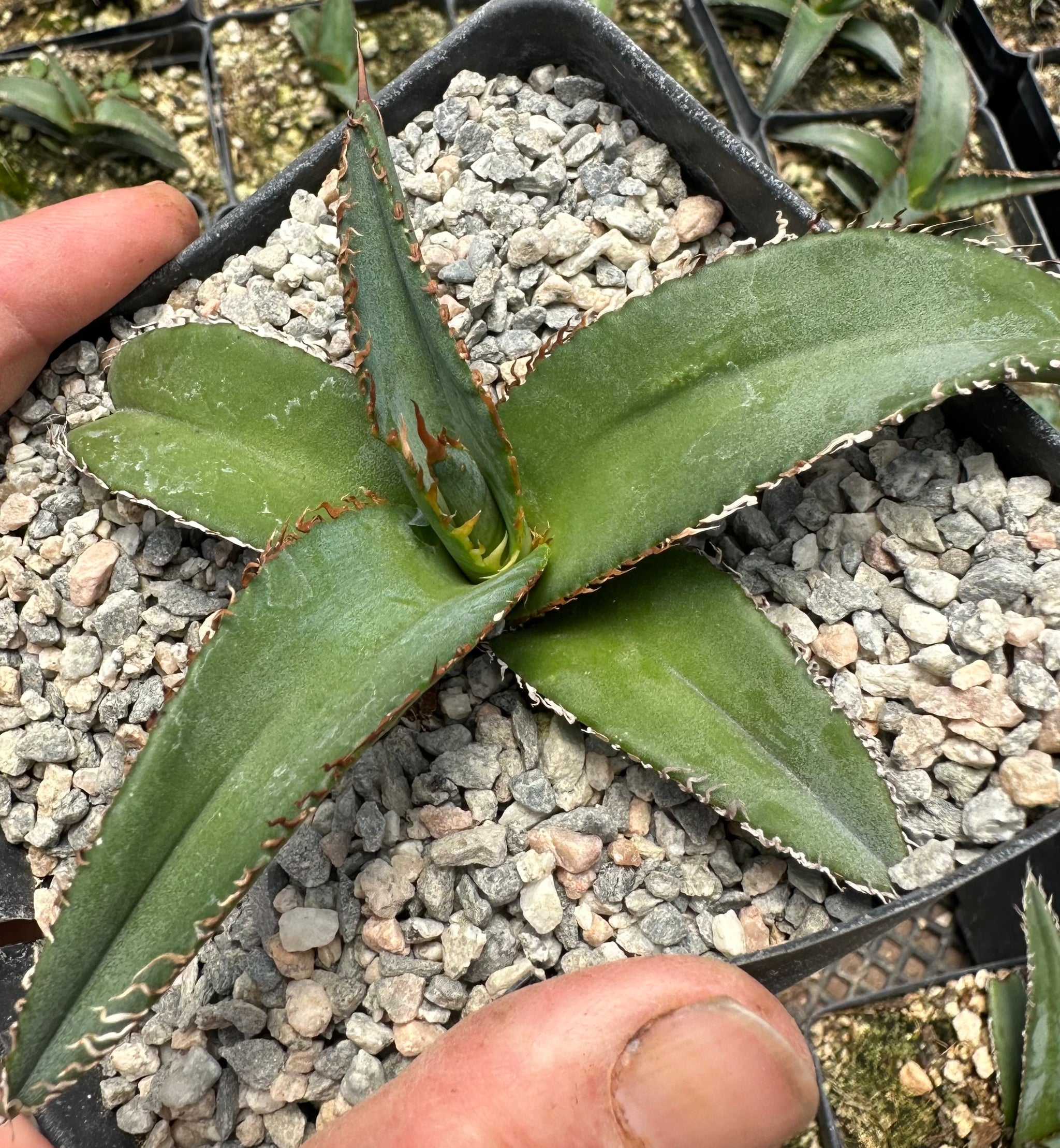 Agave megalodonta – Hidden Agave