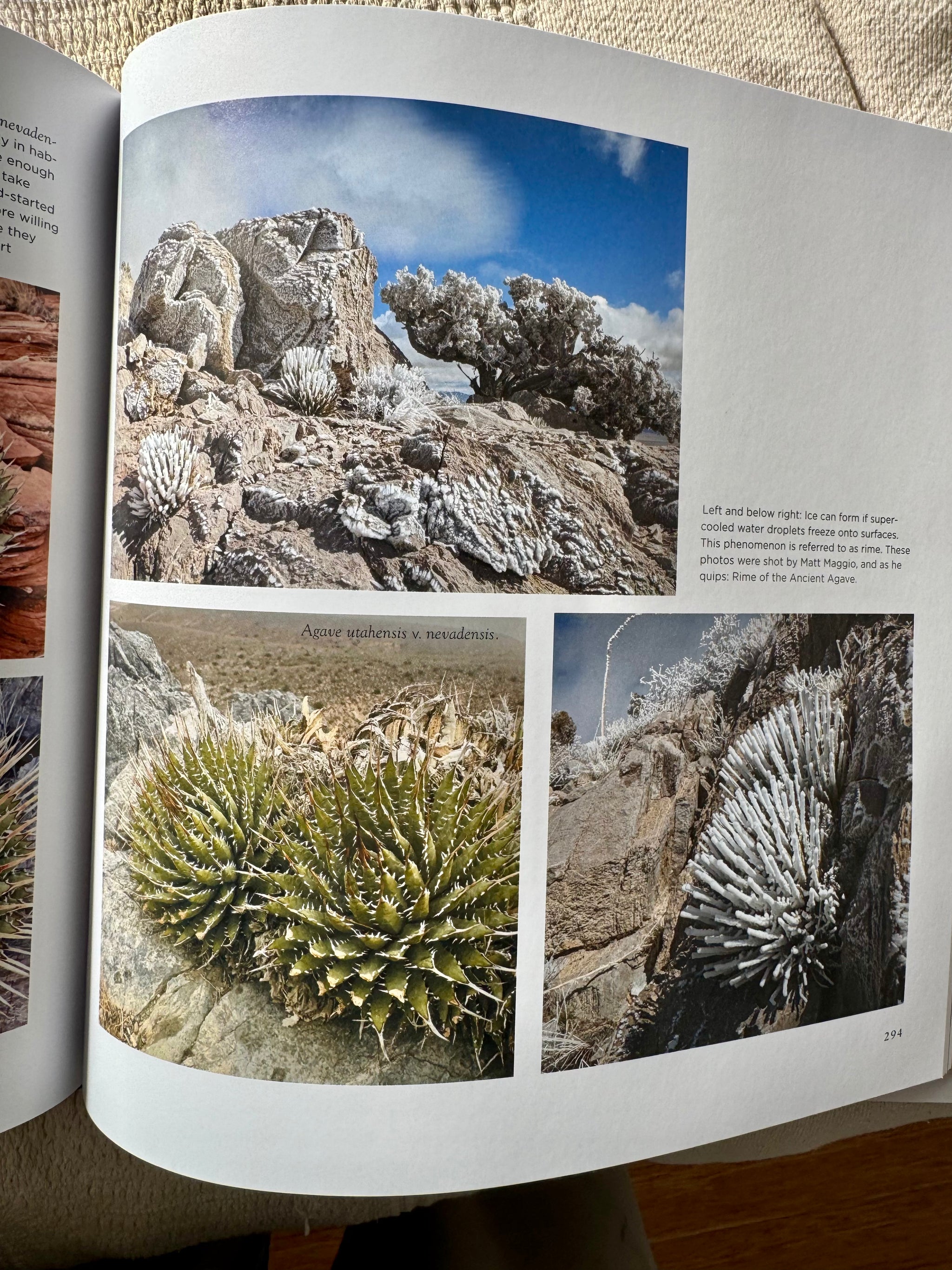 Agaves SPECIES, CULTIVARS & HYBRIDS 洋書 Agaves, species, cultivars, & hybrids 2nd Ed. – Hidden Agave