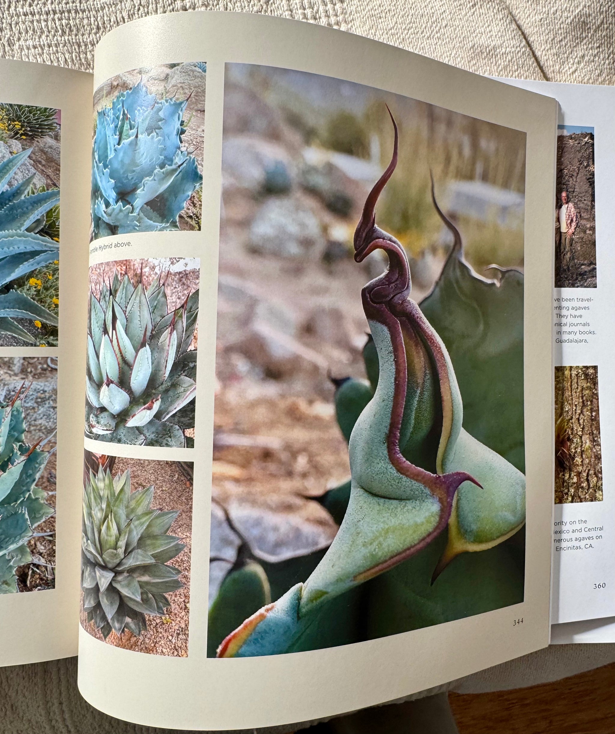 Agaves, species, cultivars, & hybrids 2nd Ed. – Hidden Agave Agaves, species, cultivars, & hybrids 2nd Ed. – Hidden Agave