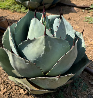 Agave ParraTrunc