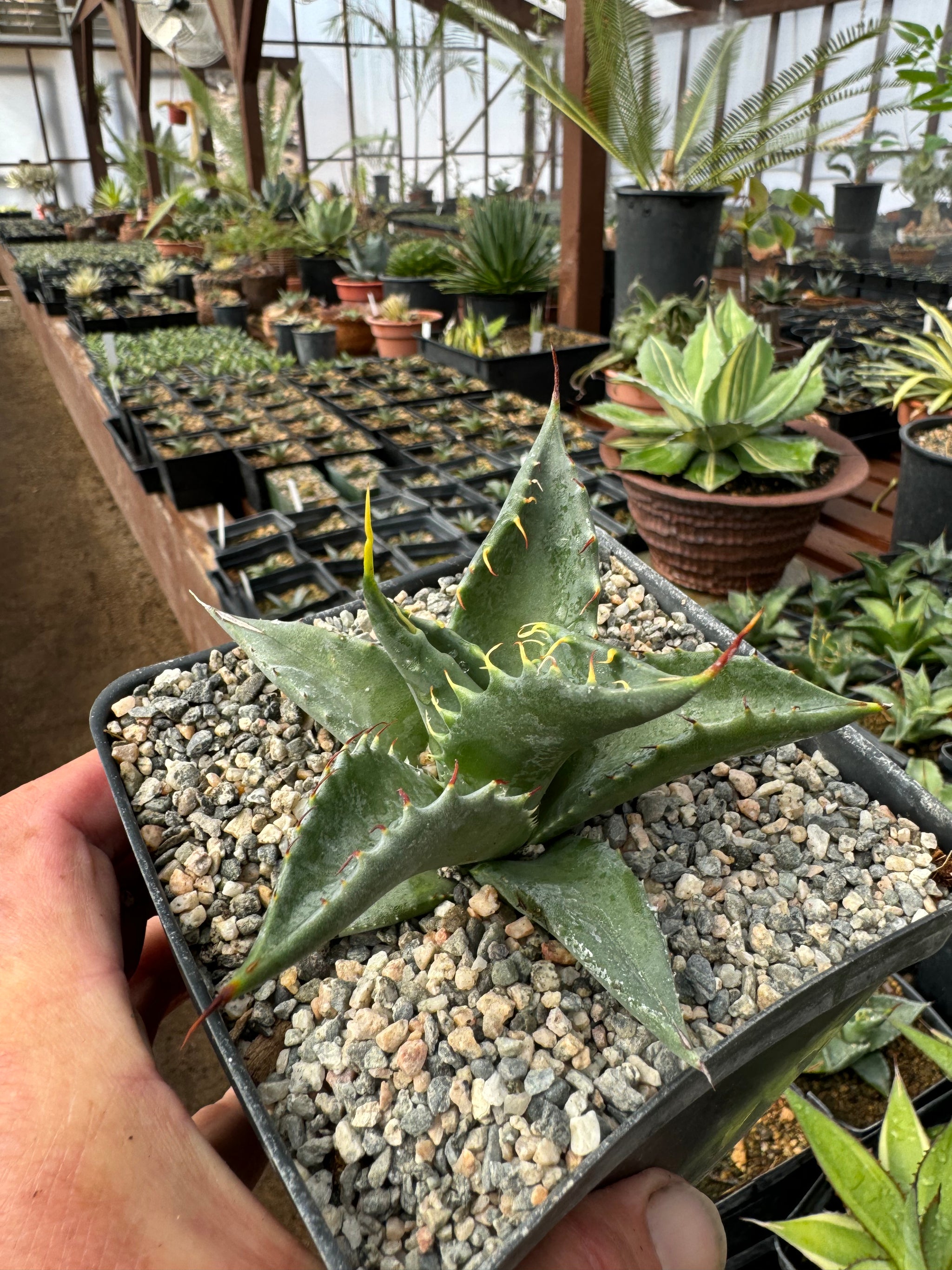 Agave margaritae – Hidden Agave