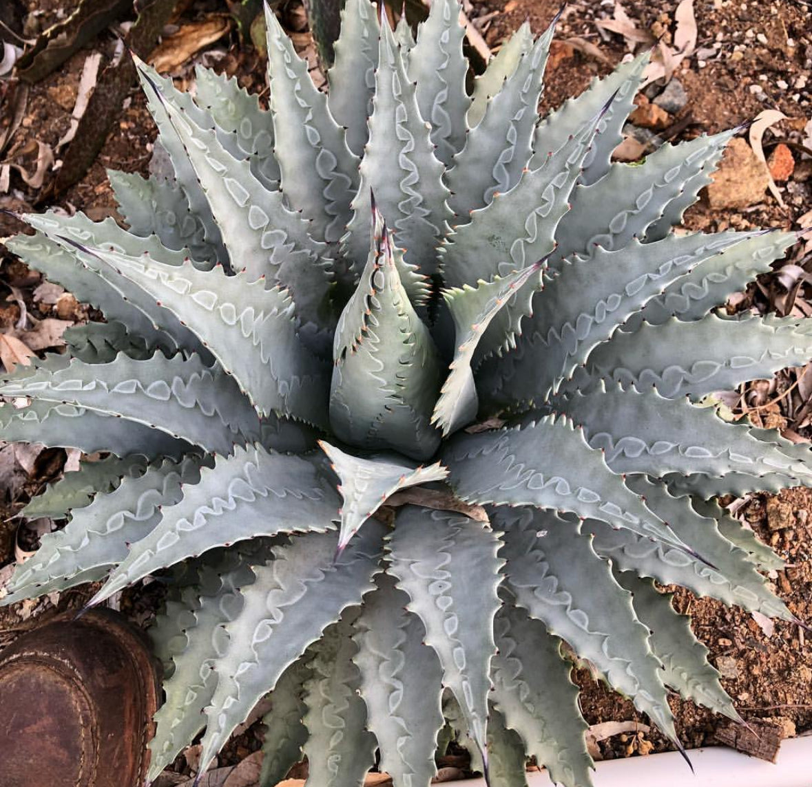 Hybrids – Hidden Agave