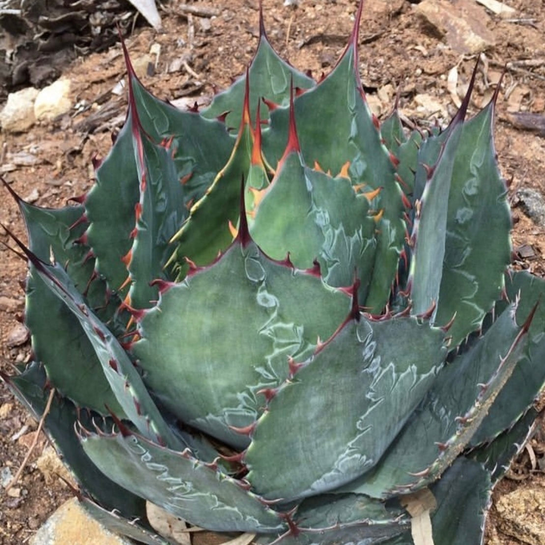よ*あ様 hidden agave シャウィー　オテロイ　ハイブリッド アガベ ハイブリッド 'シャウイー × オテロイ' Agave hybrid