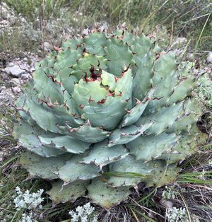 Agave potatorum- offsetting