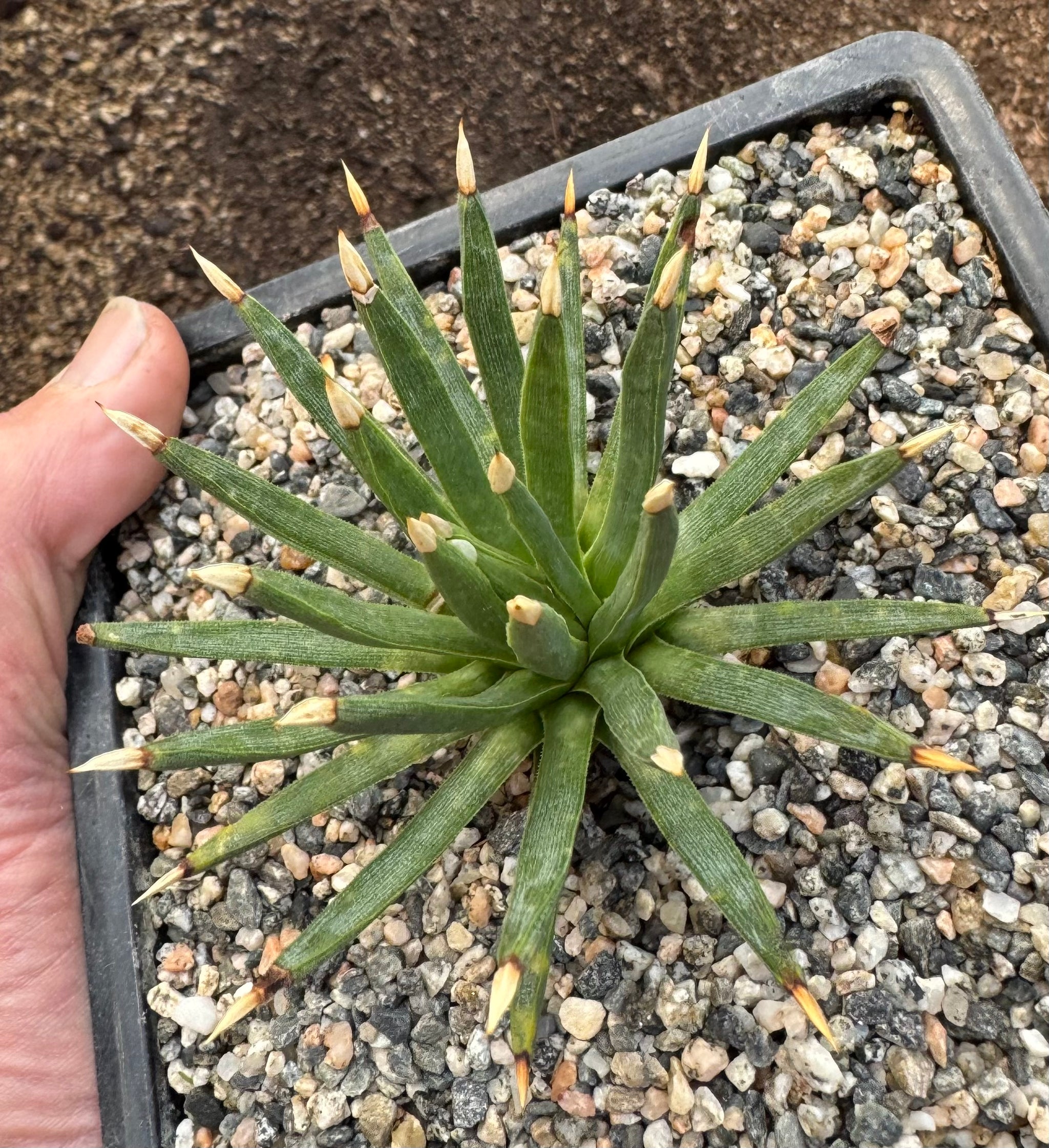 Agave albopilosa – Hidden Agave