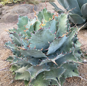 Agave potatorum 'Spawn'