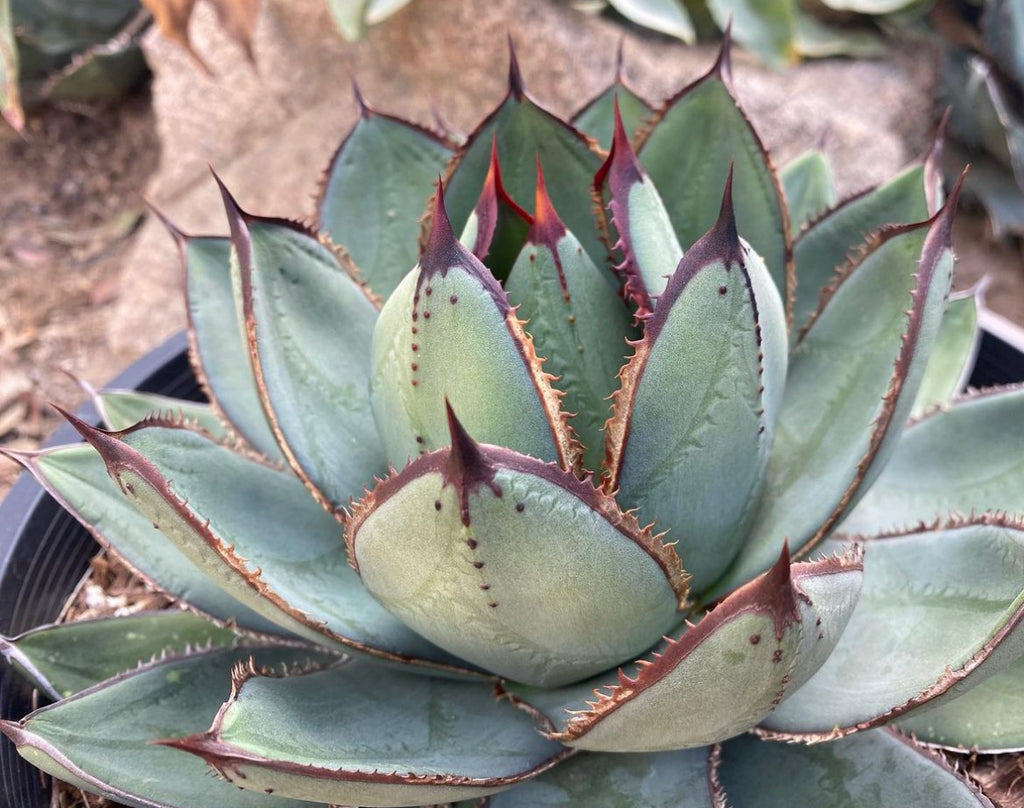 Agave 'Prodigy' ~ Coming Soon