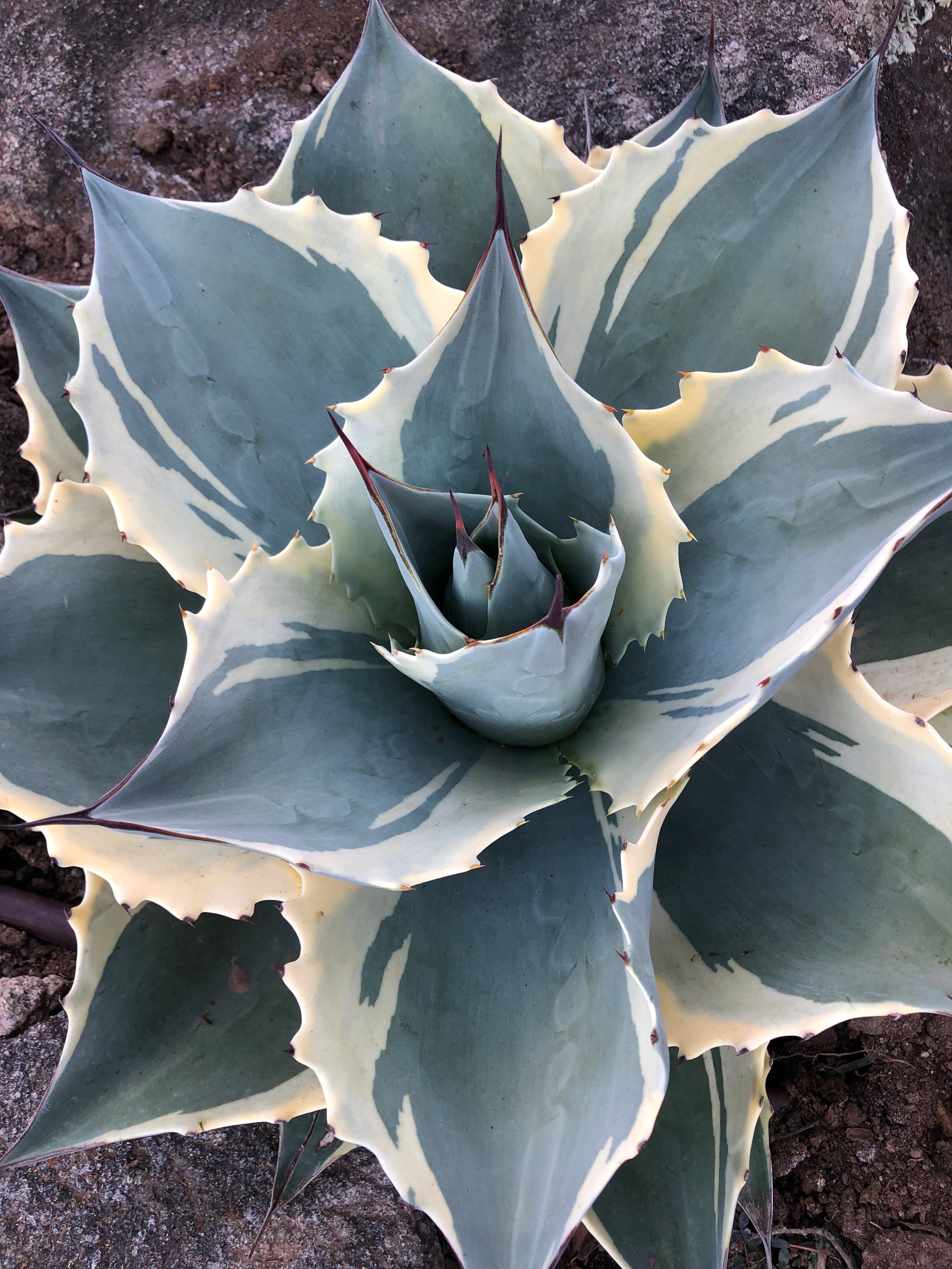 Agave ovatifolia 'Moby' 　TC株 Agave ovatifolia 'Moby' – Hidden Agave