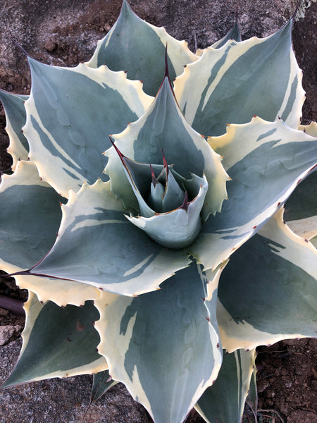 Agave ovatifolia 'Moby' TC ⑦ US輸入株【発根済み】 IMG_4733_433d6c0d-ea6c-4a58-
