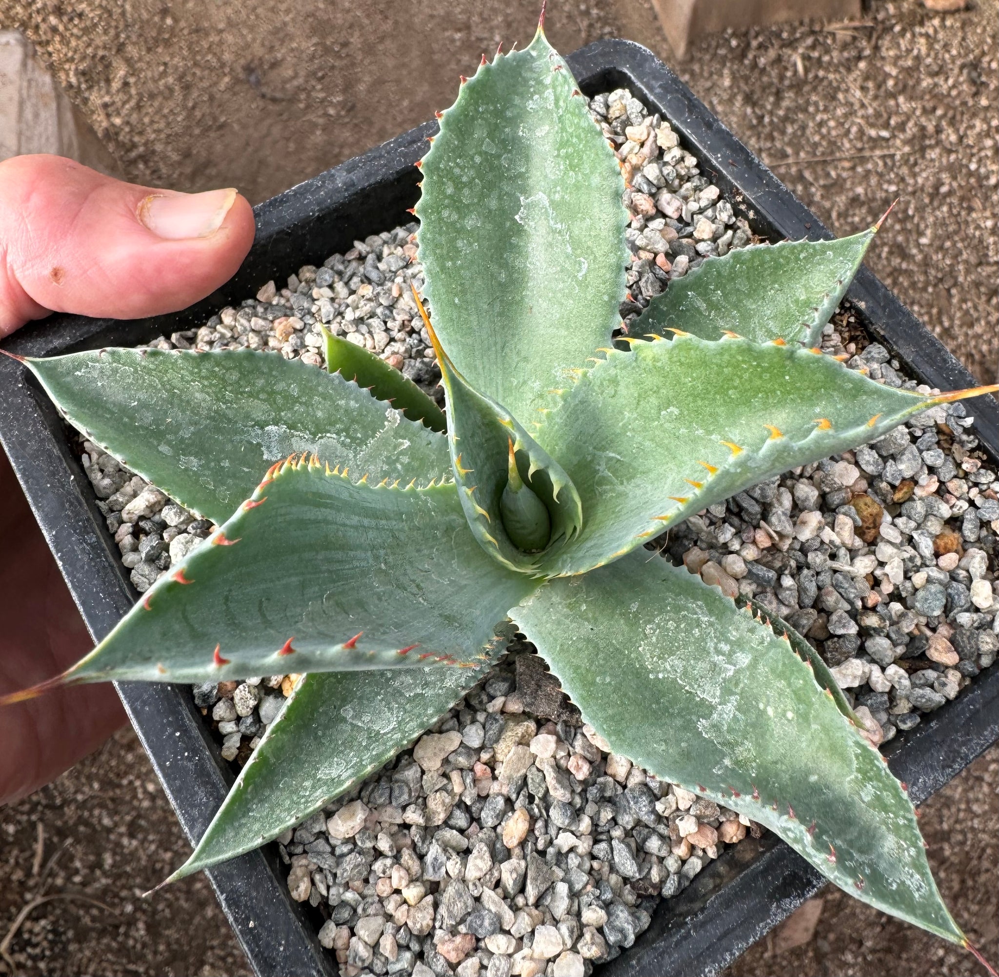 Agave potatorum✖️macroacantha【hybrid】230 Agave potatorum✖️macroacantha【hybrid】230 Agave potatorum