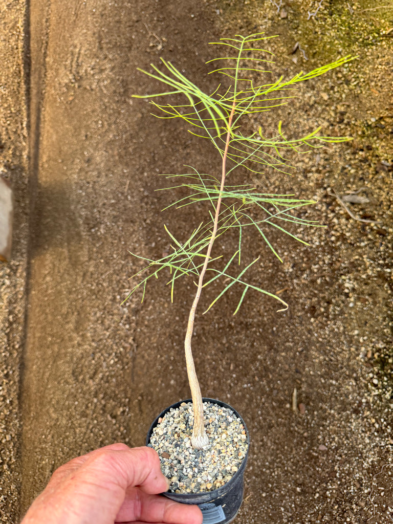 Bursera paradoxa