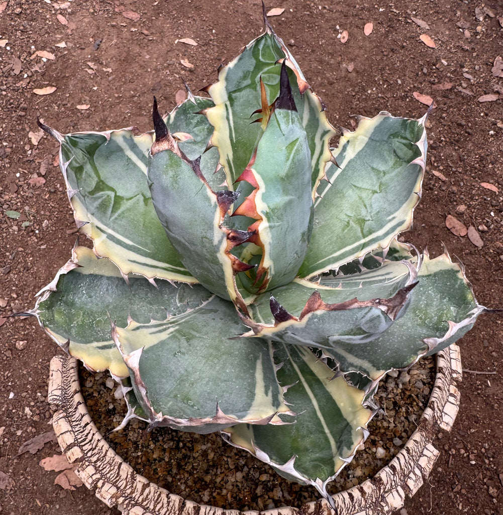 Agave titanota 'Blue Diamond'