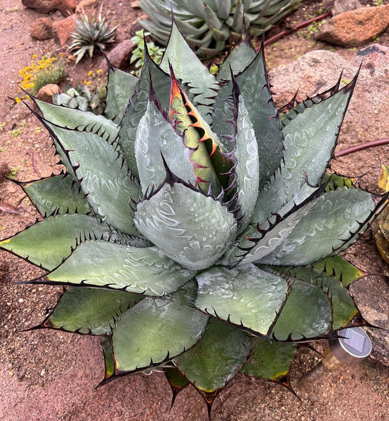 Agave 'Night Fire' – Hidden Agave