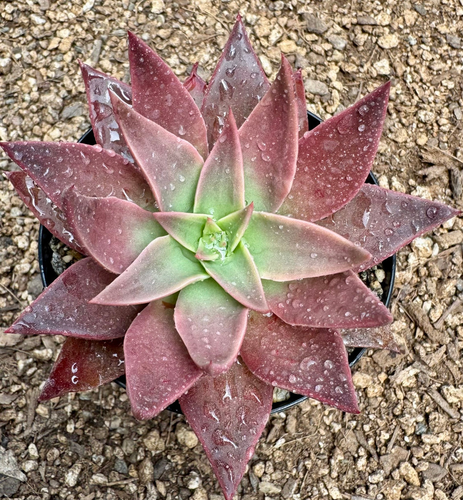 Dudleya 'Burgundy'