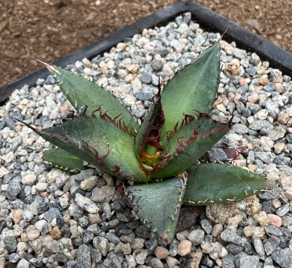 Agave HorrTeroi