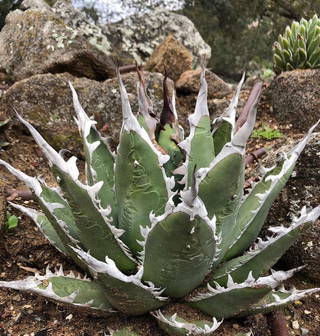 Tissue Culture – Hidden Agave