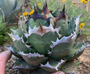 Agave oteroi compact