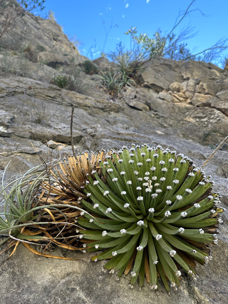 Agave albopilosa