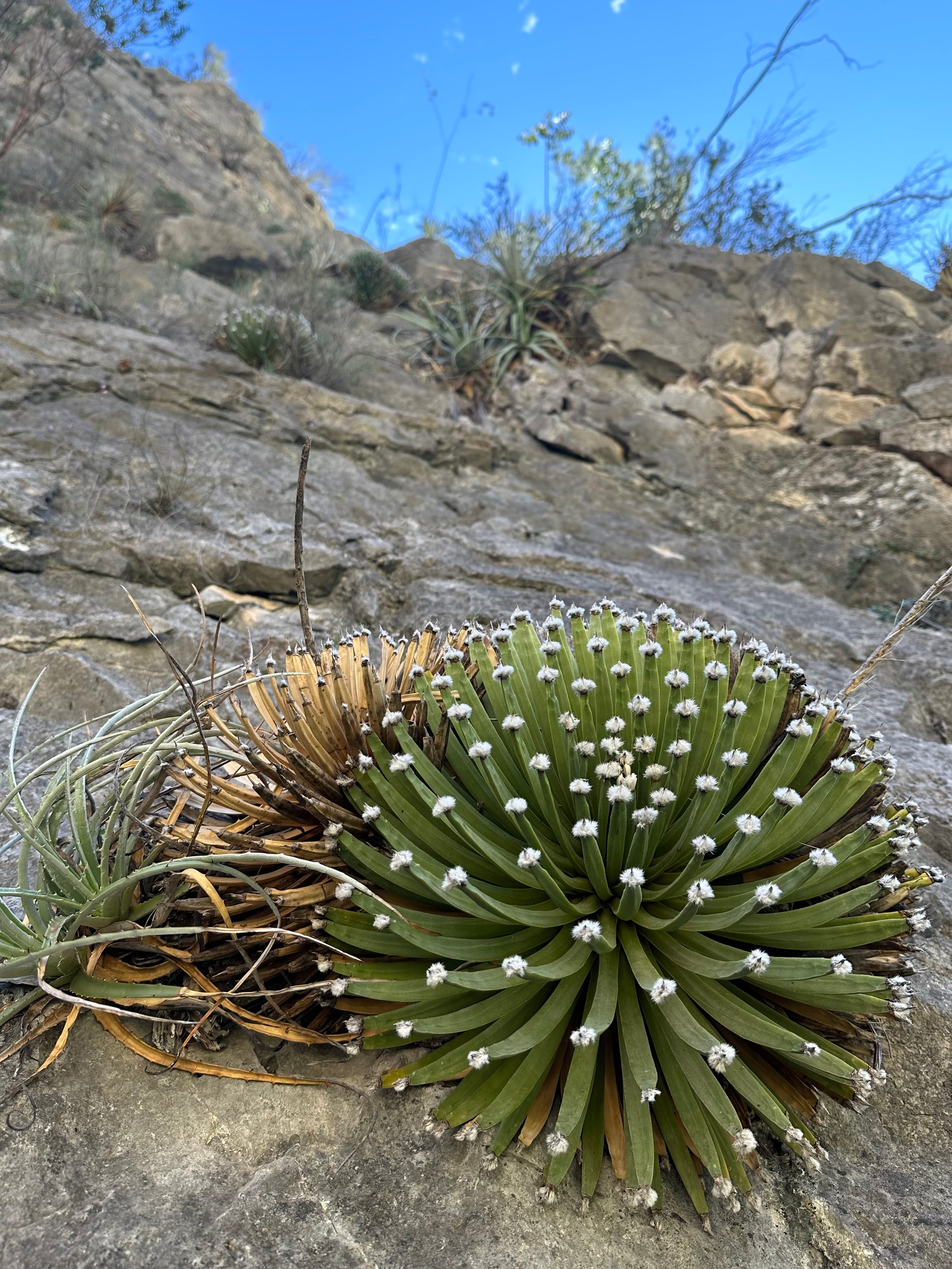Agave albopilosa – Hidden Agave